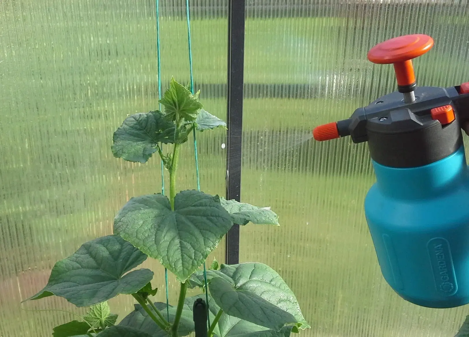 🥒 ВНЕКОРНЕВАЯ ПОДКОРМКА ОГУРЦОВ: БЫСТРЫЙ ЭФФЕКТ ЗА 2 ЧАСА

Опрыскивание по листу — скорая помощь дл