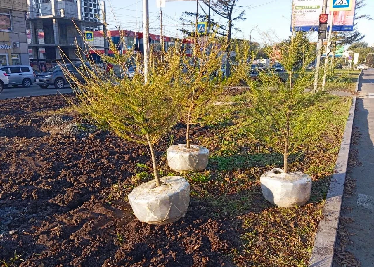 🌿Продолжаем озеленение улицы Русской