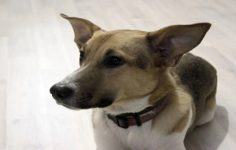 🐕 Более 160 воронежских питомцев отправились за границу с начала года.

Вместе с хозяевами регион п