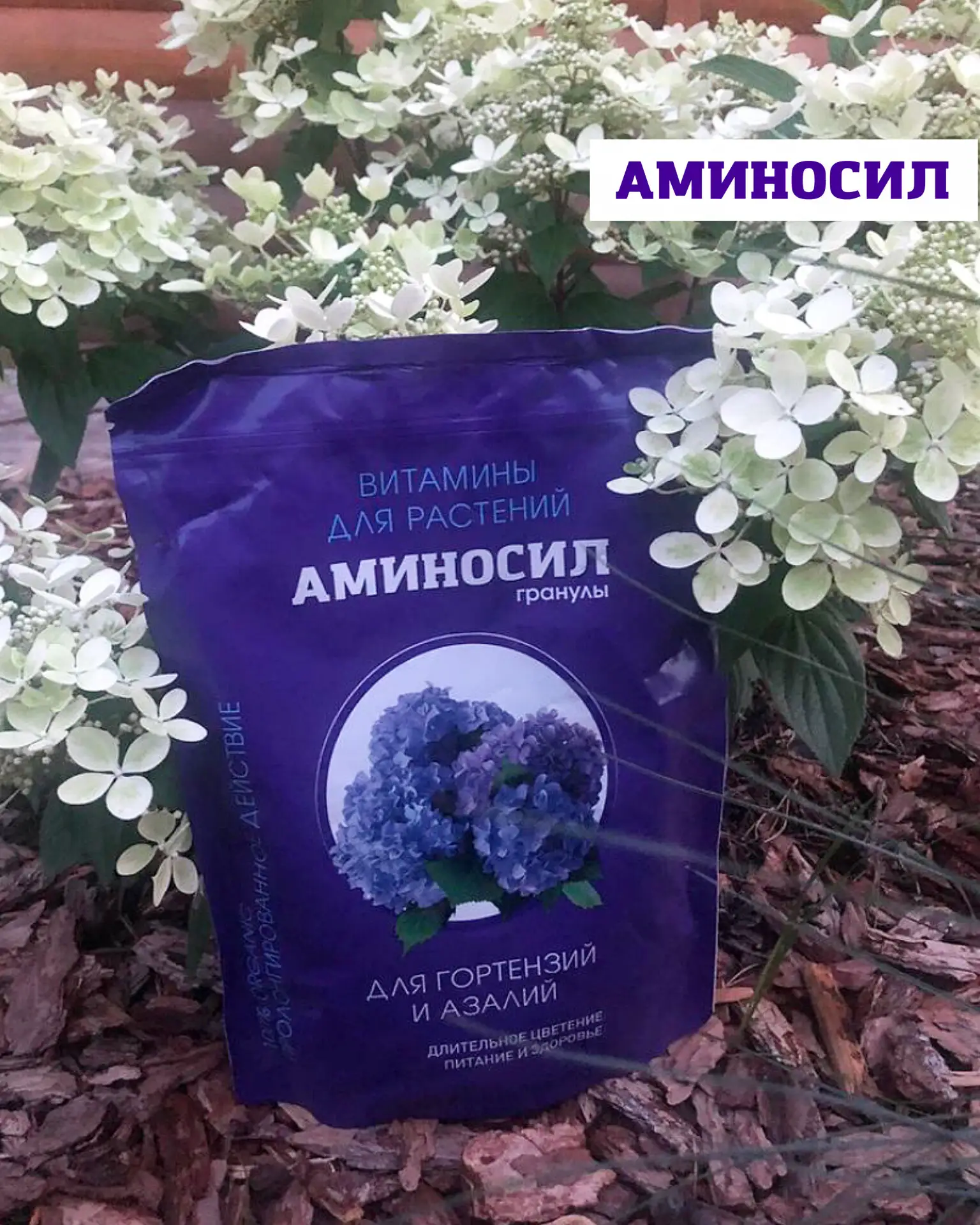 Когда сажать метельчатую гортензию, чтобы она прижилась и пышно цвела 🌸  Метельчатая гортензия — одн