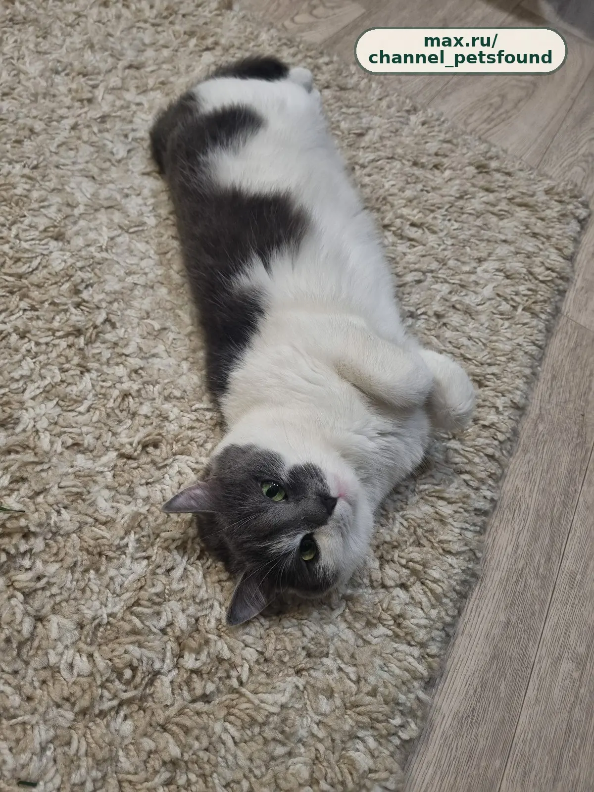 🐾 Пропал питомец — Пенза