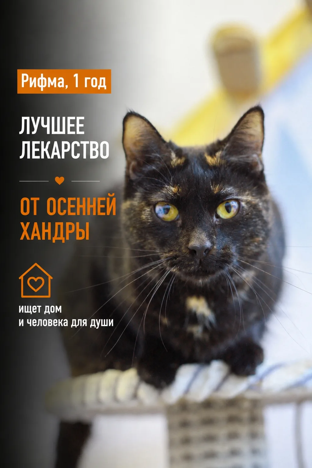 Если бы идеальный характер котика можно было выразить в поэзии, это точно была бы Рифма!
