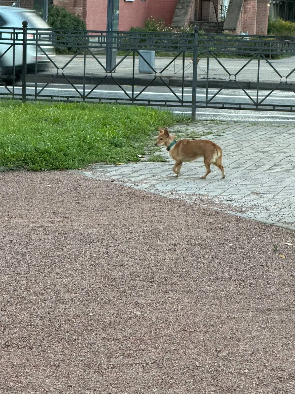 В Колпино бегает маленькая рыжая собака