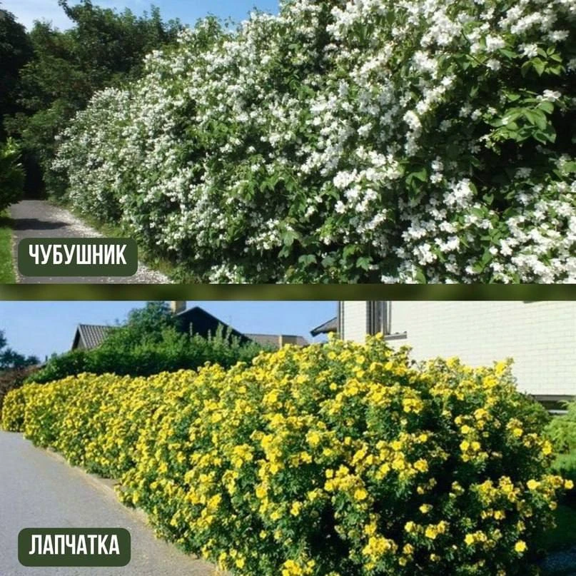 Живая изгородь: когда и из чего создавать 

Живая изгородь не только служит украшением и фоном для ц
