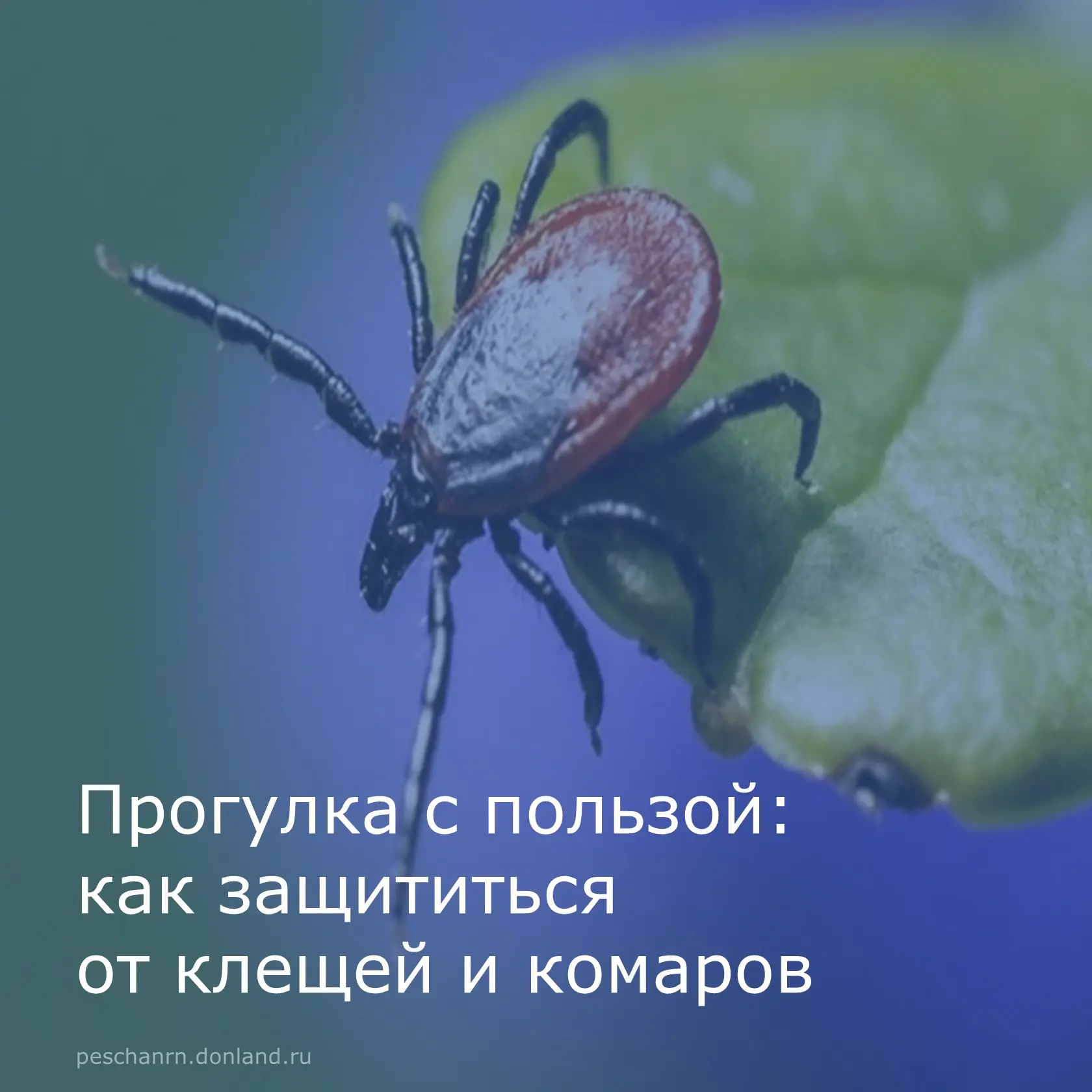 Ежегодно 19 июня отмечается Всемирный день прогулки. Этот день напоминает нам о пользе прогулок для 
