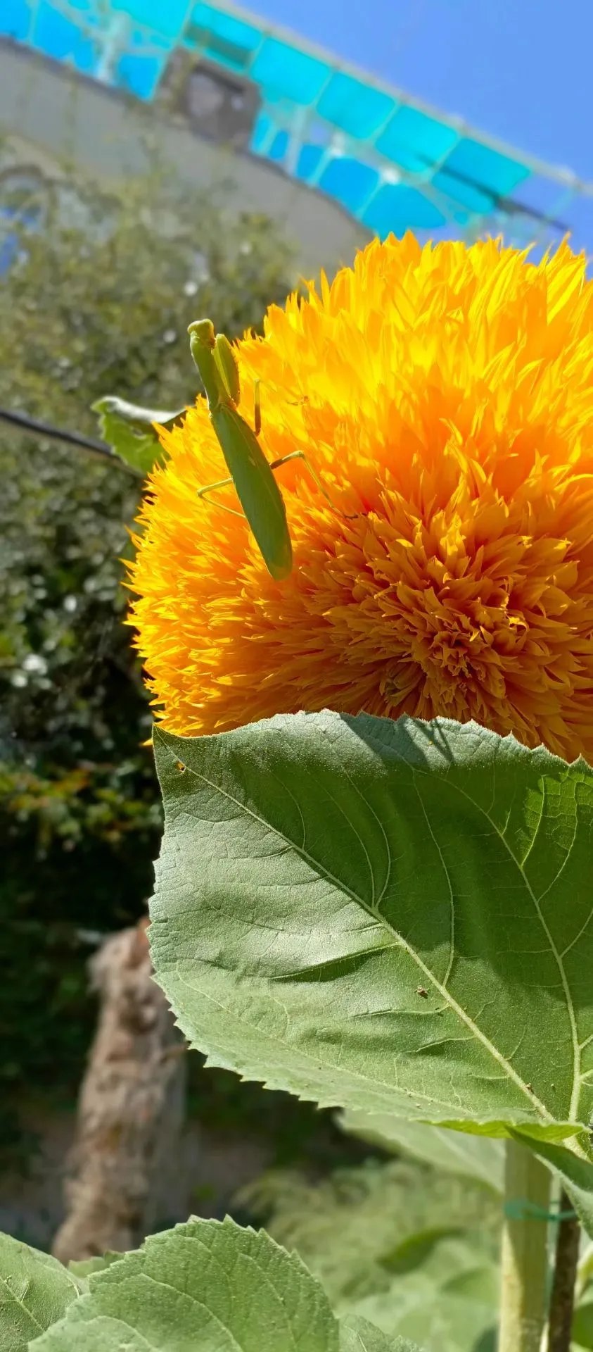 🌻 Когда цветок становится охотничьим угодьем