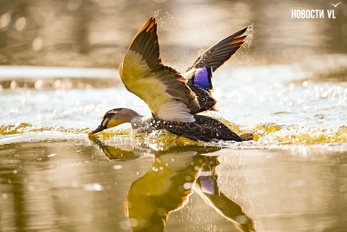🦆💦 Ура, весна: в протоку Солёную вернулись утки-мандаринки  С началом весны яркие краснокнижные утки