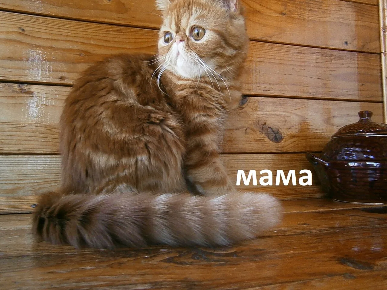 Продам девочку экзота, Луганск