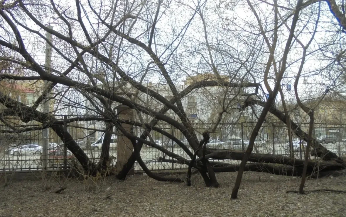 АМЗ | Советский район | Челябинск🏡

🌳 Новый зелёный облик УралГУФК: по улице Энгельса-22 обустраив