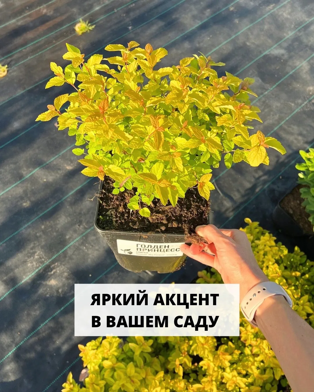 Кустарник, который горит золотом! ✨ Идеальное растение для вашей дачи 😍