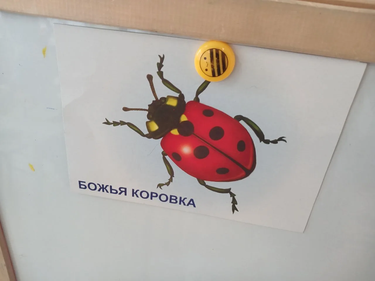 🐞 Старшая группа на неделе насекомых: лепим божьих коровок 👧👦