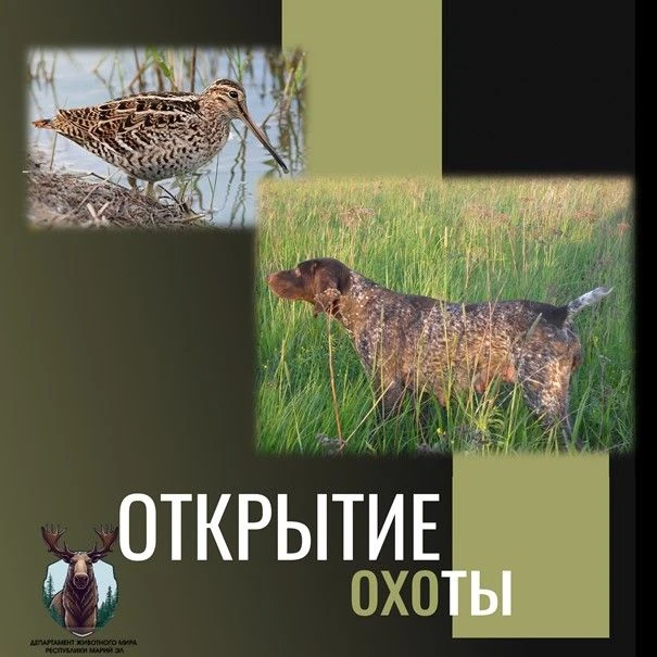 ❗️Сегодня открытие охоты на болотно-луговую дичь с островными и континентальными легавыми собаками ,