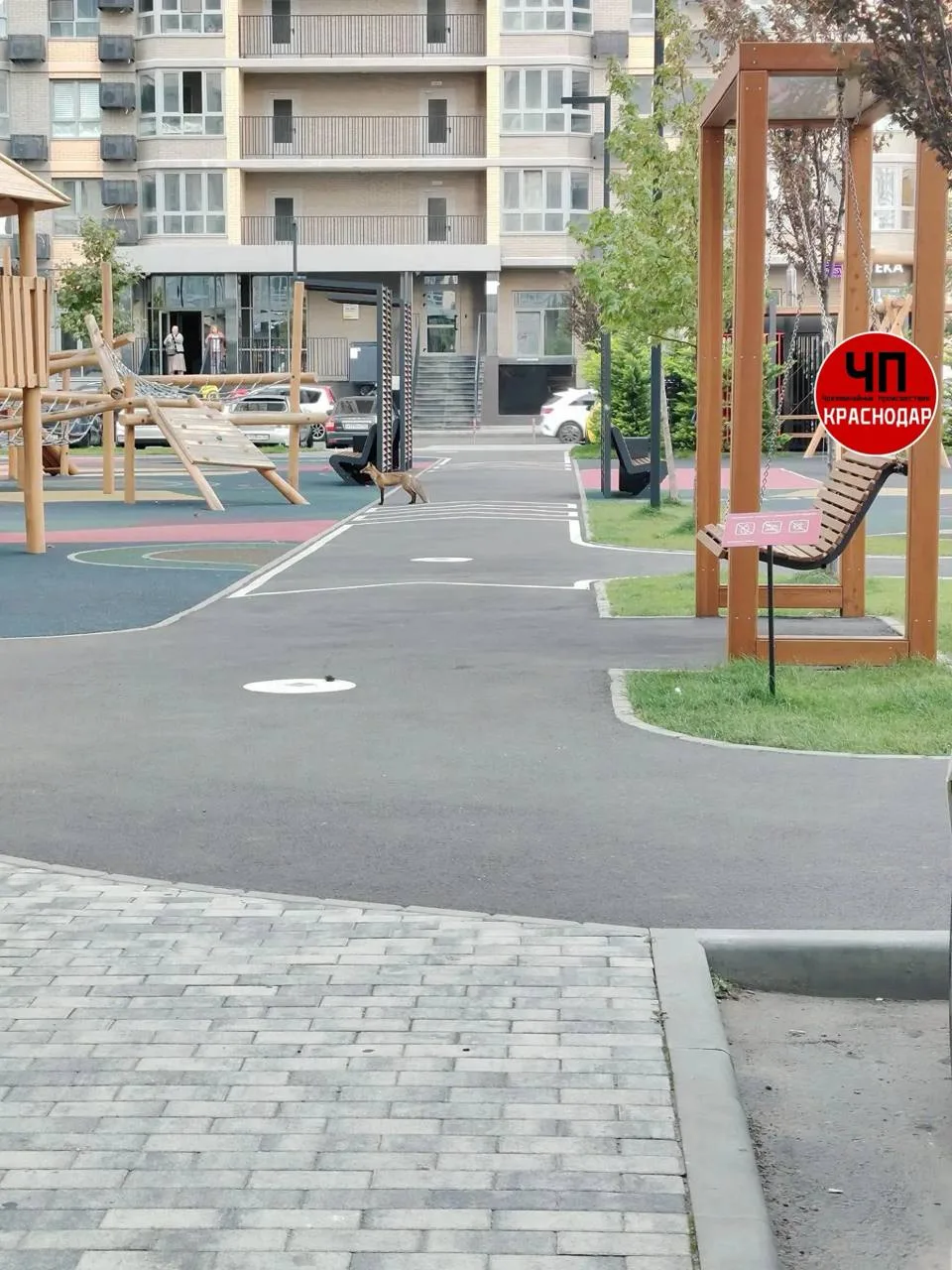 🦊 Диких лис снова заметили в Краснодаре.