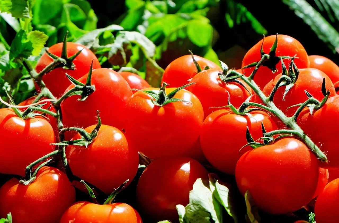 Примерная схема подкормок томатов для хорошего роста и обильного урожая 🍅

Чтобы томаты активно раз