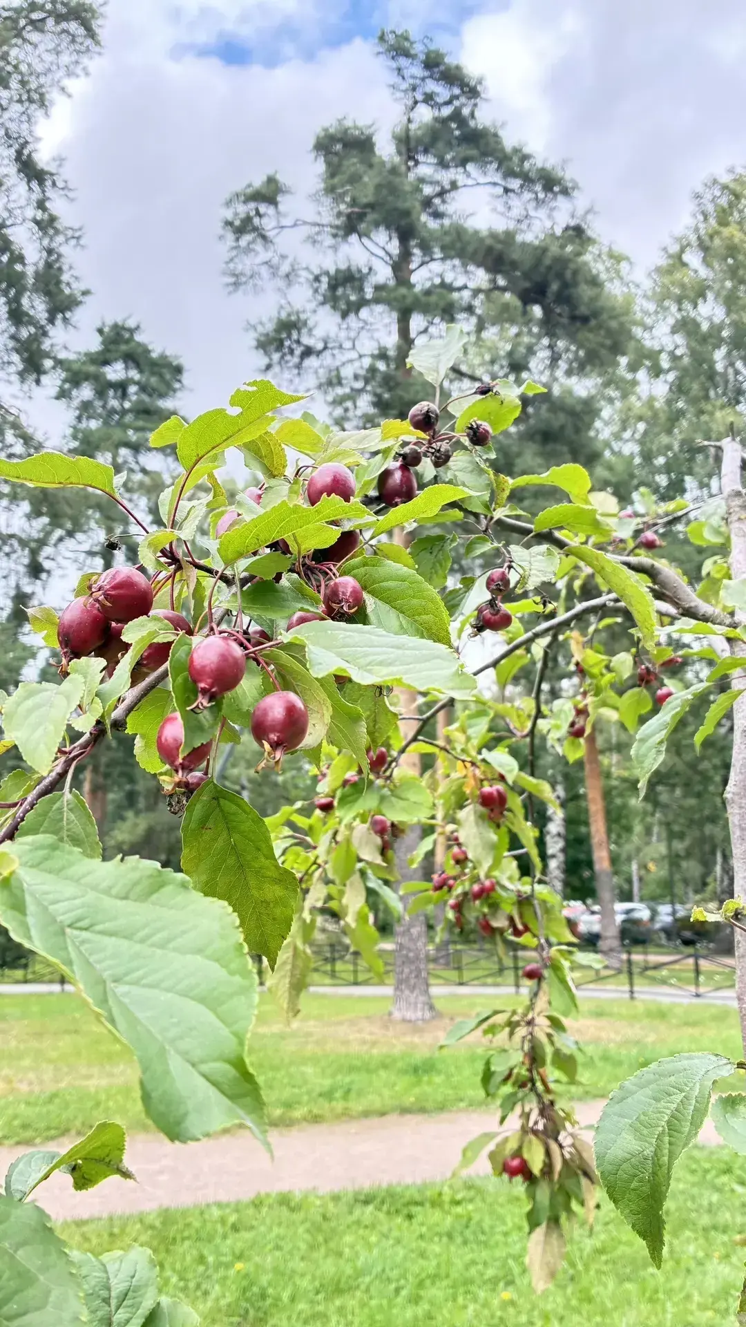 Сегодня Яблочный Спас 🍏 — день, когда лето встречается с осенью, а природа делится сво...