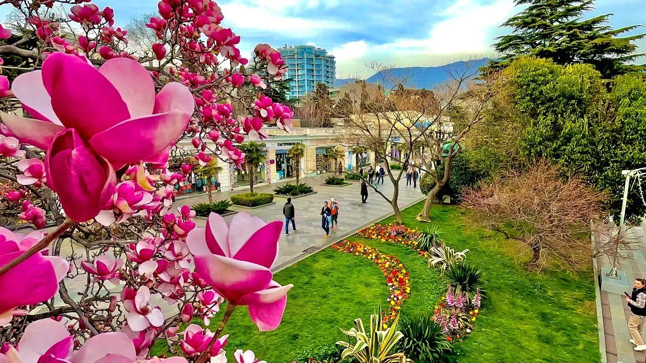 🌺 Ялта превращается в цветущий сад!