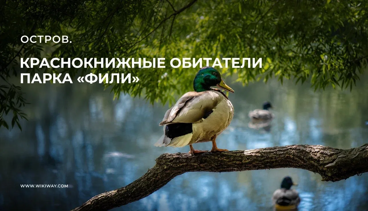 Парк «Фили» — это портал в мир, который обычно показывают в документалках с Дэвидом Аттенборо. Здесь