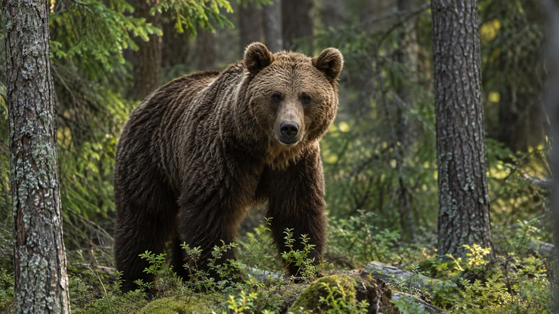 🐻 Жителей предупредили о встречах с медведями