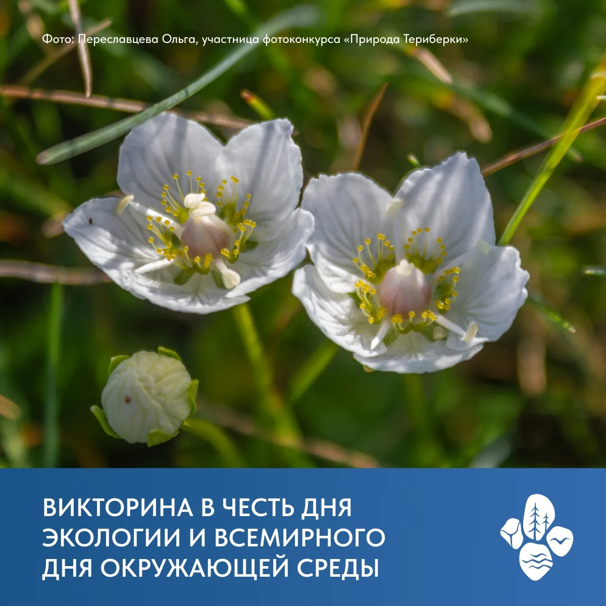 Викторина в честь дня эколога и Всемирного дня окружающей среды! 🌱