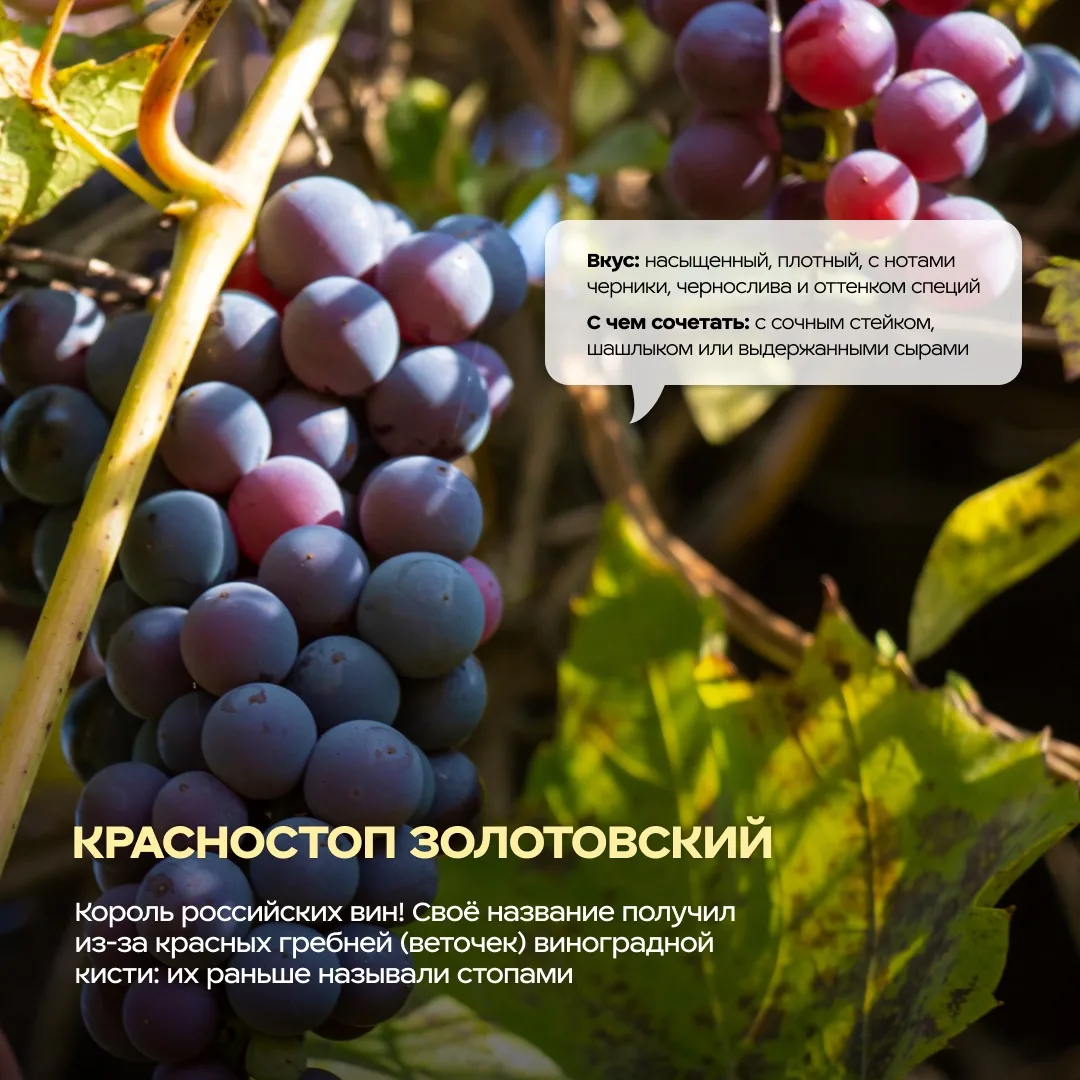 «Красностоп золотовский» — звучит как заклинание из сказки 💫  А на деле это эксклюзивный сорт виногр