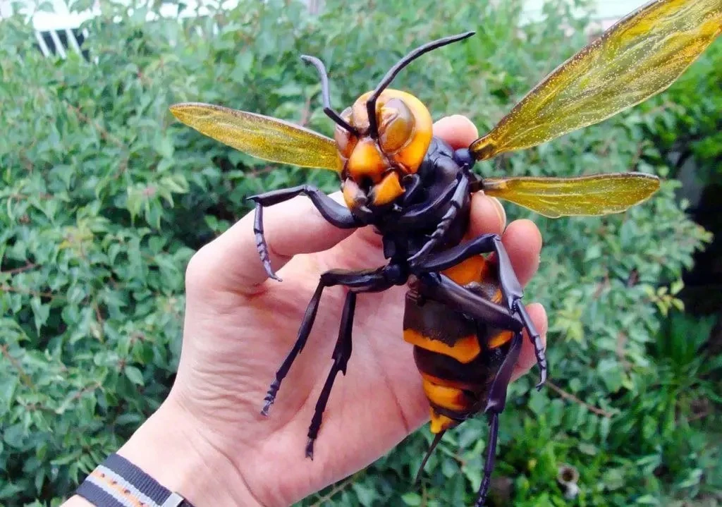 Гигантский азиатский шершень настолько большой, что во время полёта его можно спутать с...