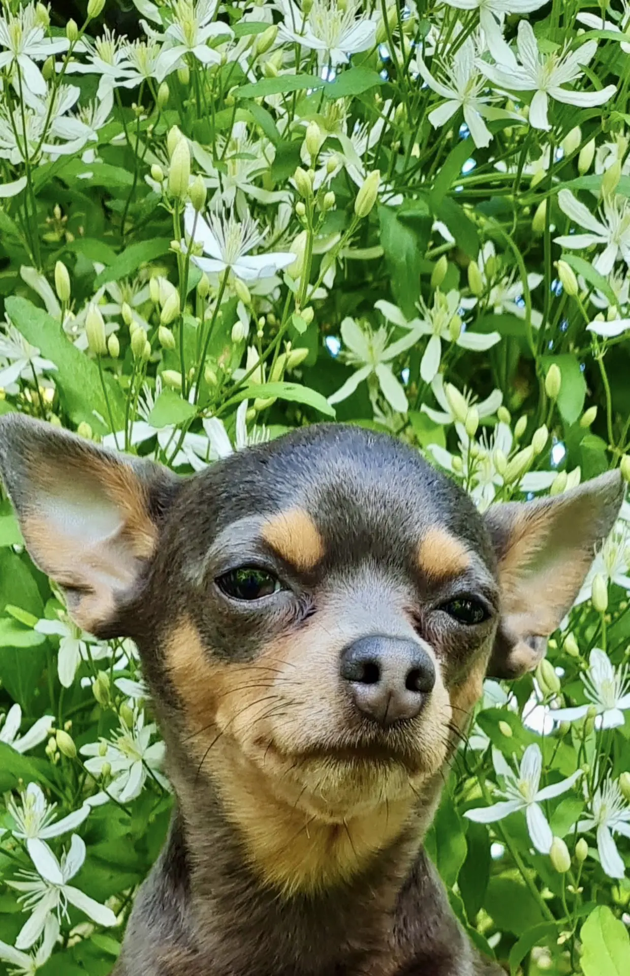 🐾🙃🌼