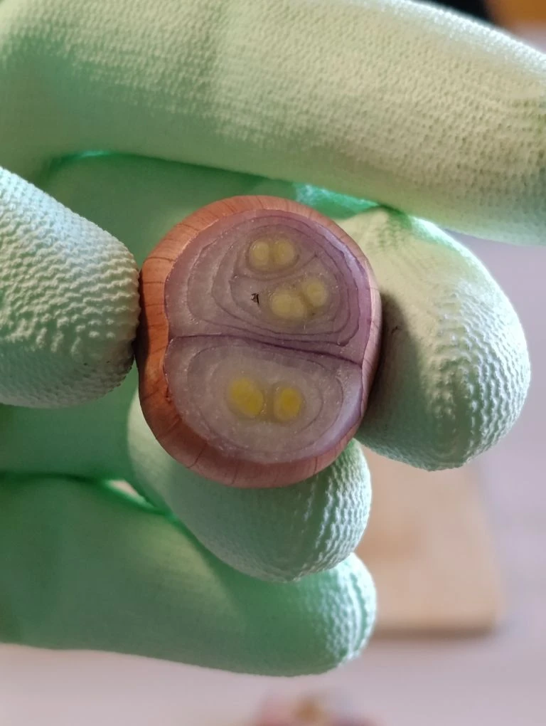 Хотите много витаминной зелени? 🌱