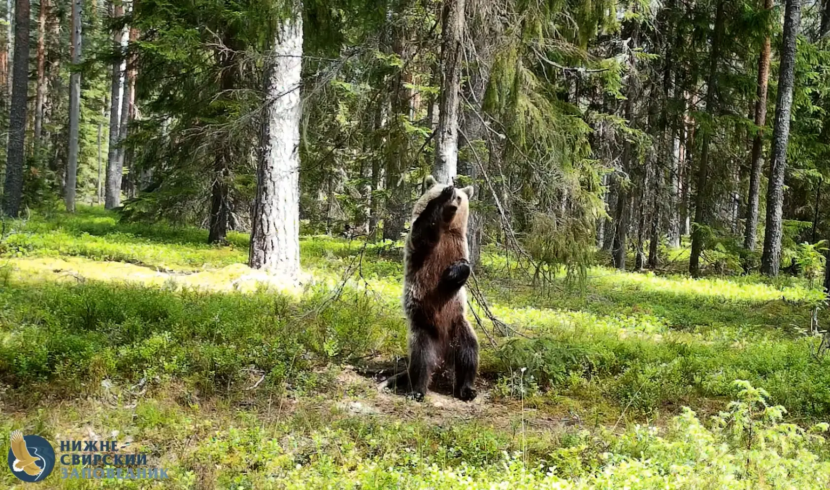 В Ленинградской области медвежонок радуется бабьему лету 🐻☀