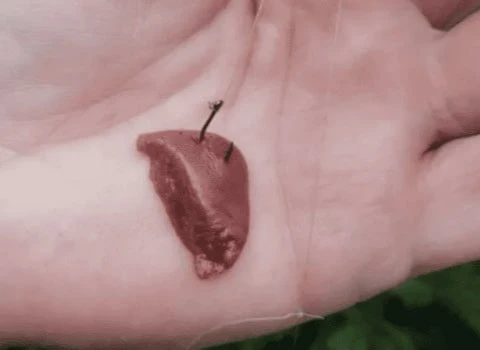 ️Куриная печень — насадка простая, но эффективная!

Многие недооценивают печень как насадку, а зря! 