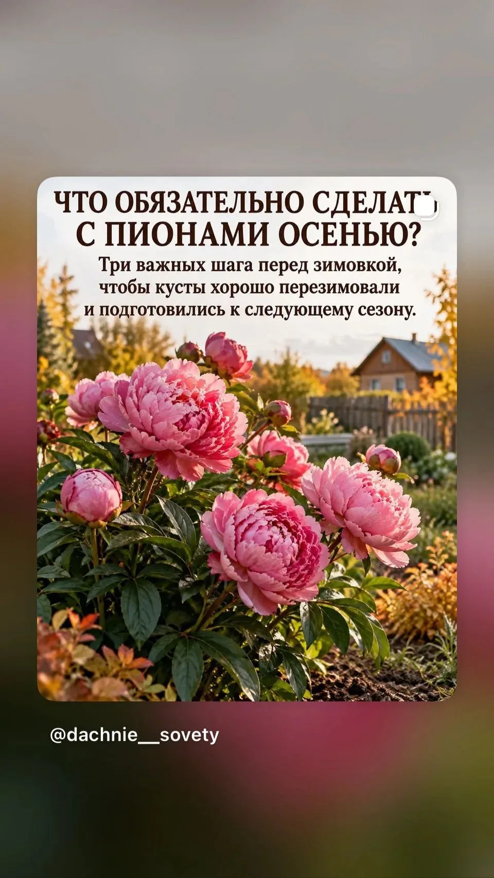 🌸Пионы к зиме готовы?