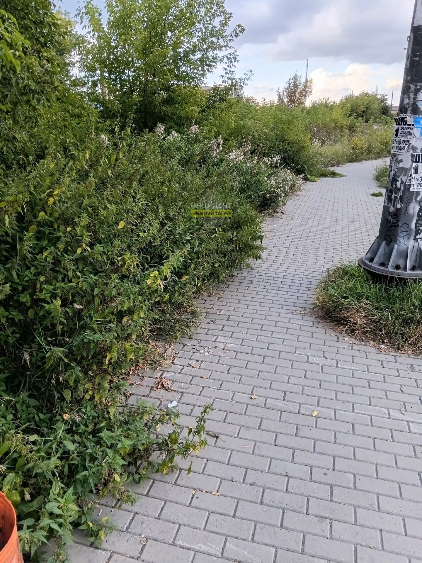 🌾 Тагильчане настороже: трава на улицах не косится
