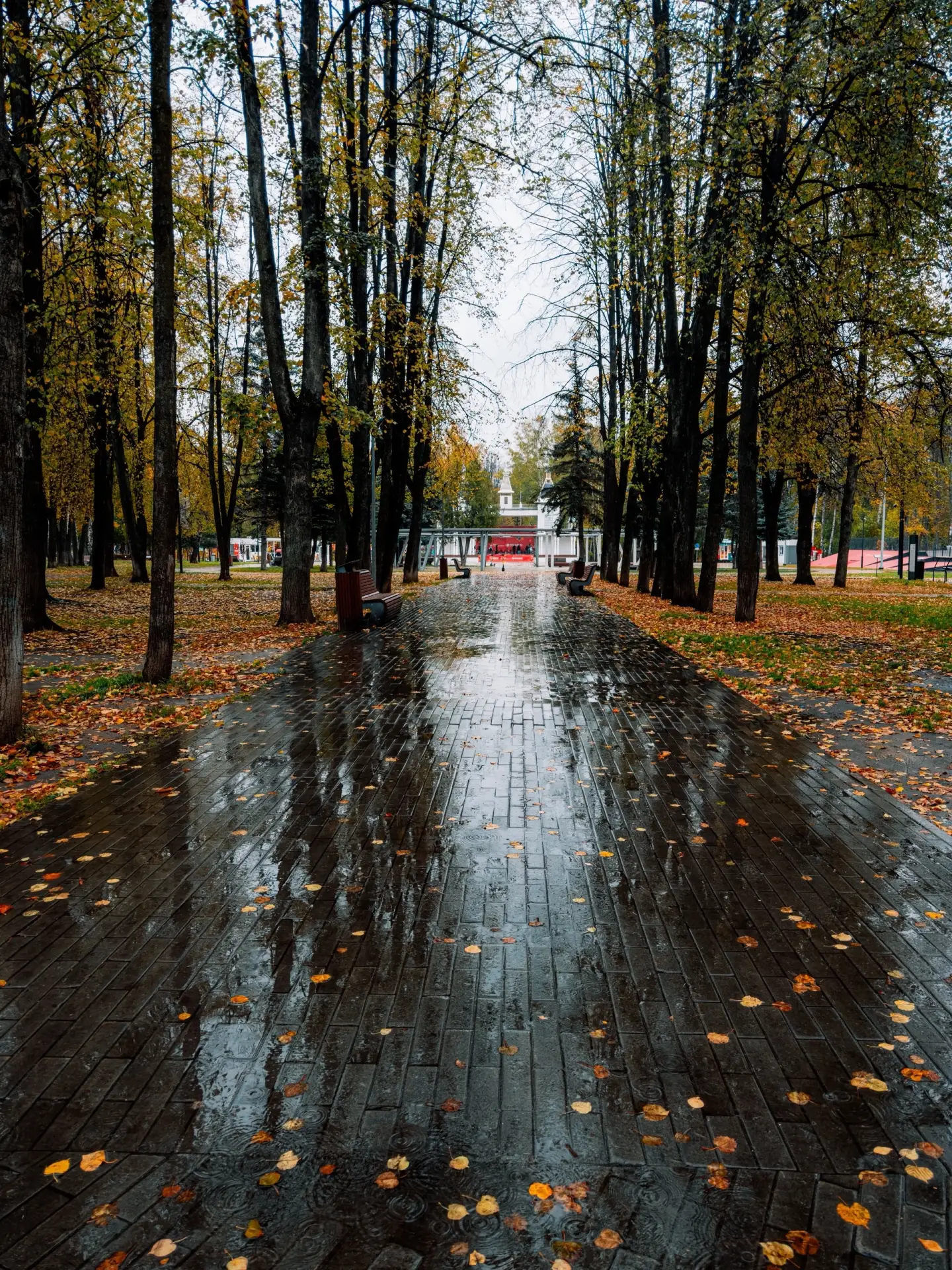 Парк. Осень. Дождь. 🍂🌧️