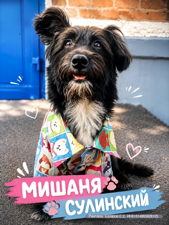 🐾 Я Мишаня — корги-пудель с криминальным прошлым и большими планами на будущее.
Все мои приключения