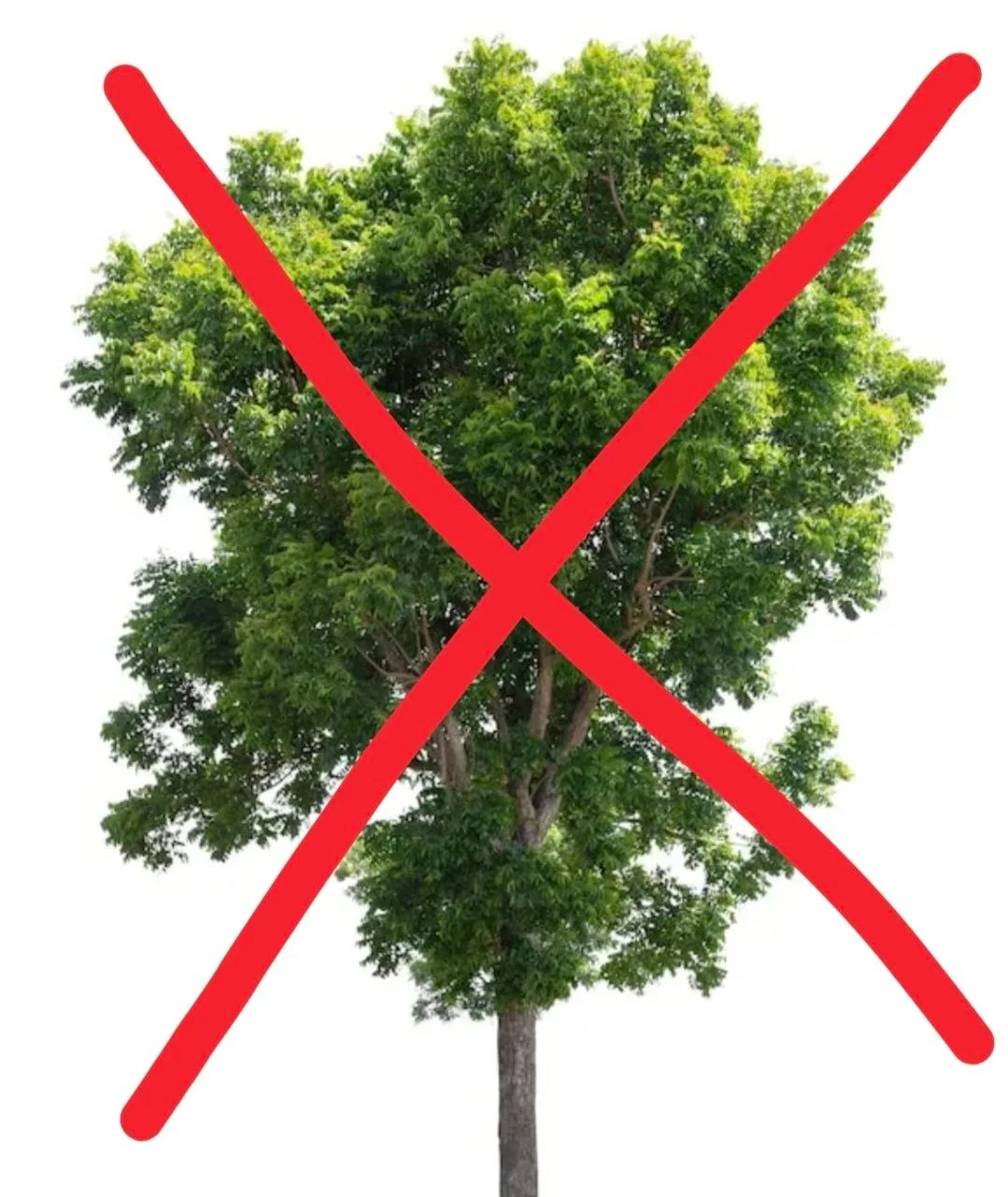 📢 АДМИНИСТРАЦИЯ Г. АЗОВА
🌳❌🌳❌ ИНФОРМИРУЕТ:

Уважаемые жители города Азова!
 
В связи с проведение