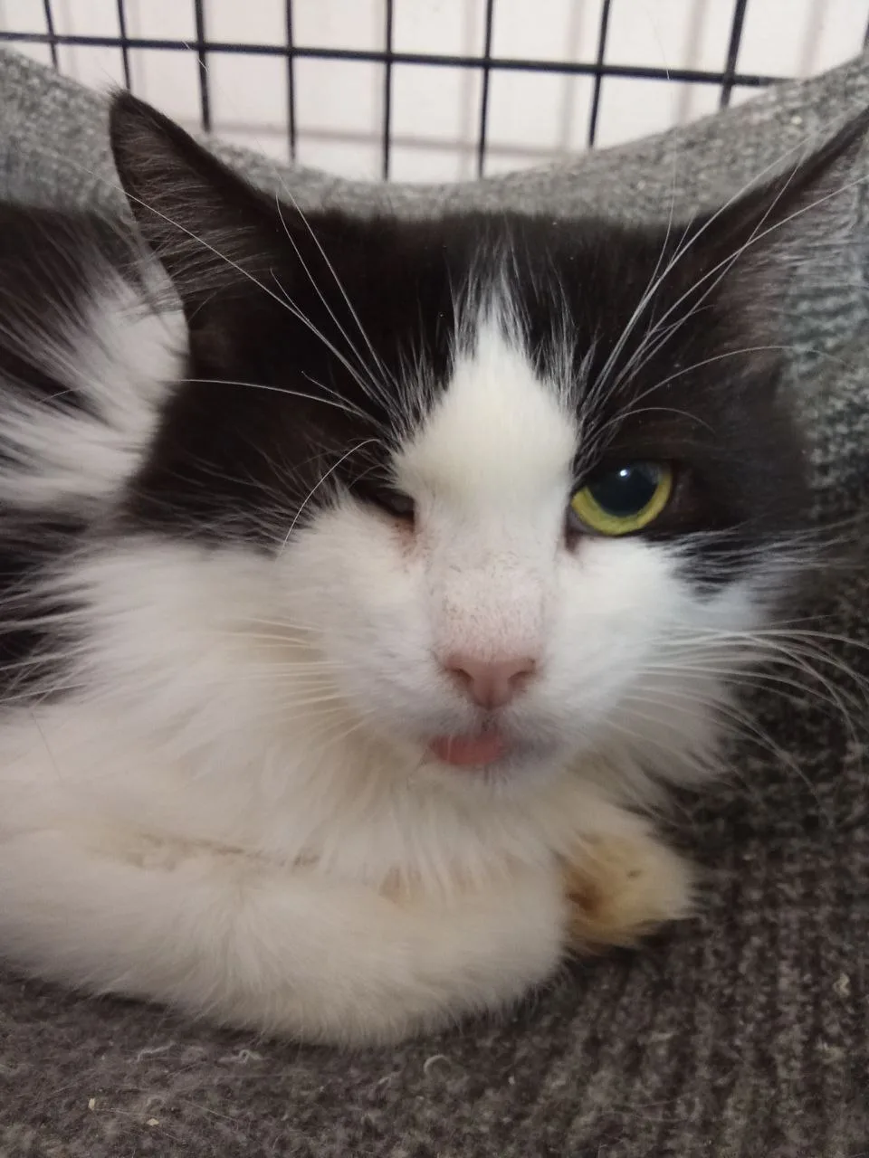 Кошка, которой нужен свой человек