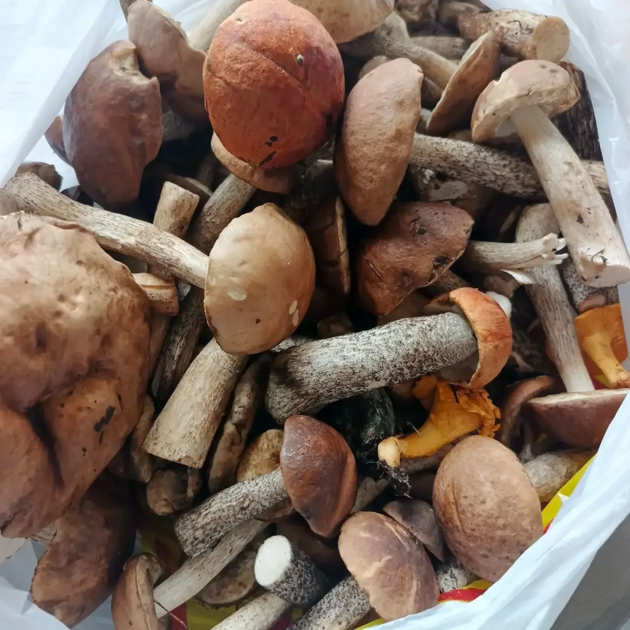 🔥 Похвастаюсь своим грибным уловом ! Белых не нашла, но зато подберезовики  и краснень...