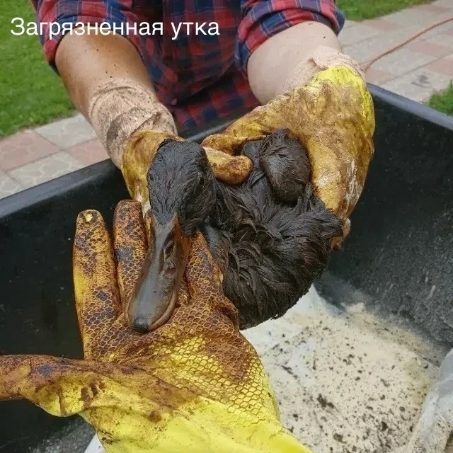 Гайва | р-н Орджоникидзевский |Пермь🏡

Волонтеры из числа сотрудников Пермского зоопарка продолжают
