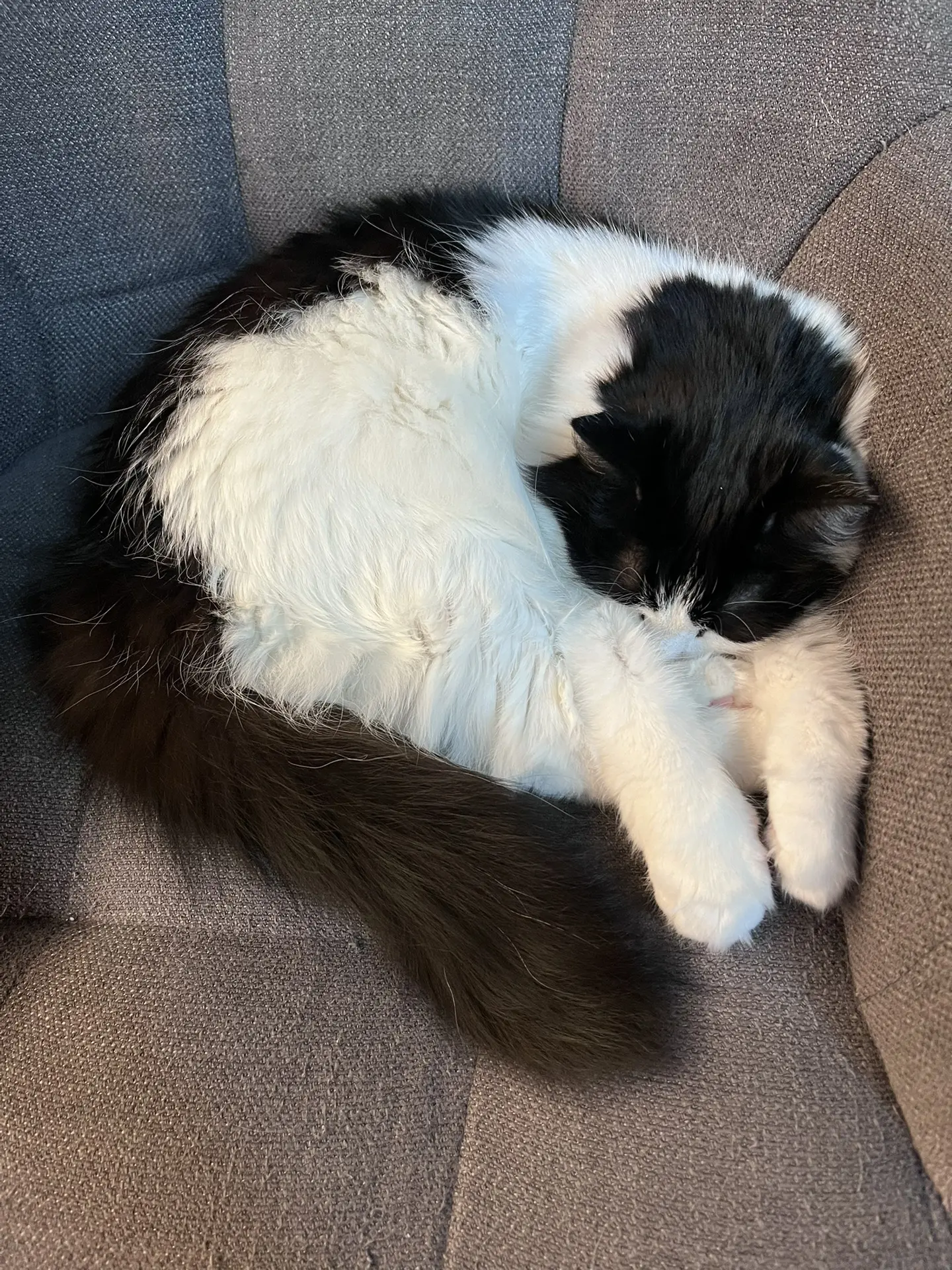 Кошка, усиленно работающая кошкой.