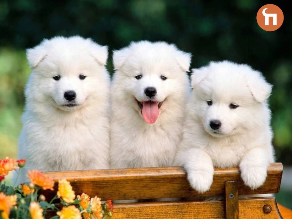 🐶«Хотим повязать свою собаку. Одного щенка оставим себе, остальных заберут друзья. Так...