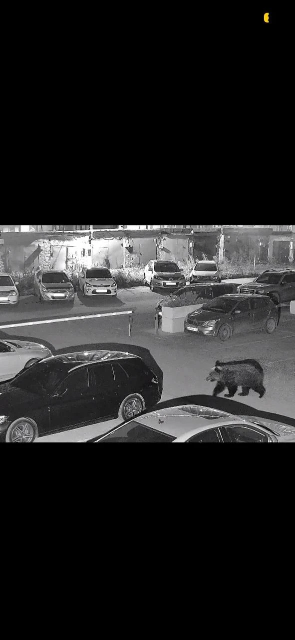 ‼️ В Кемерове на бульваре Строителей заметили медведя