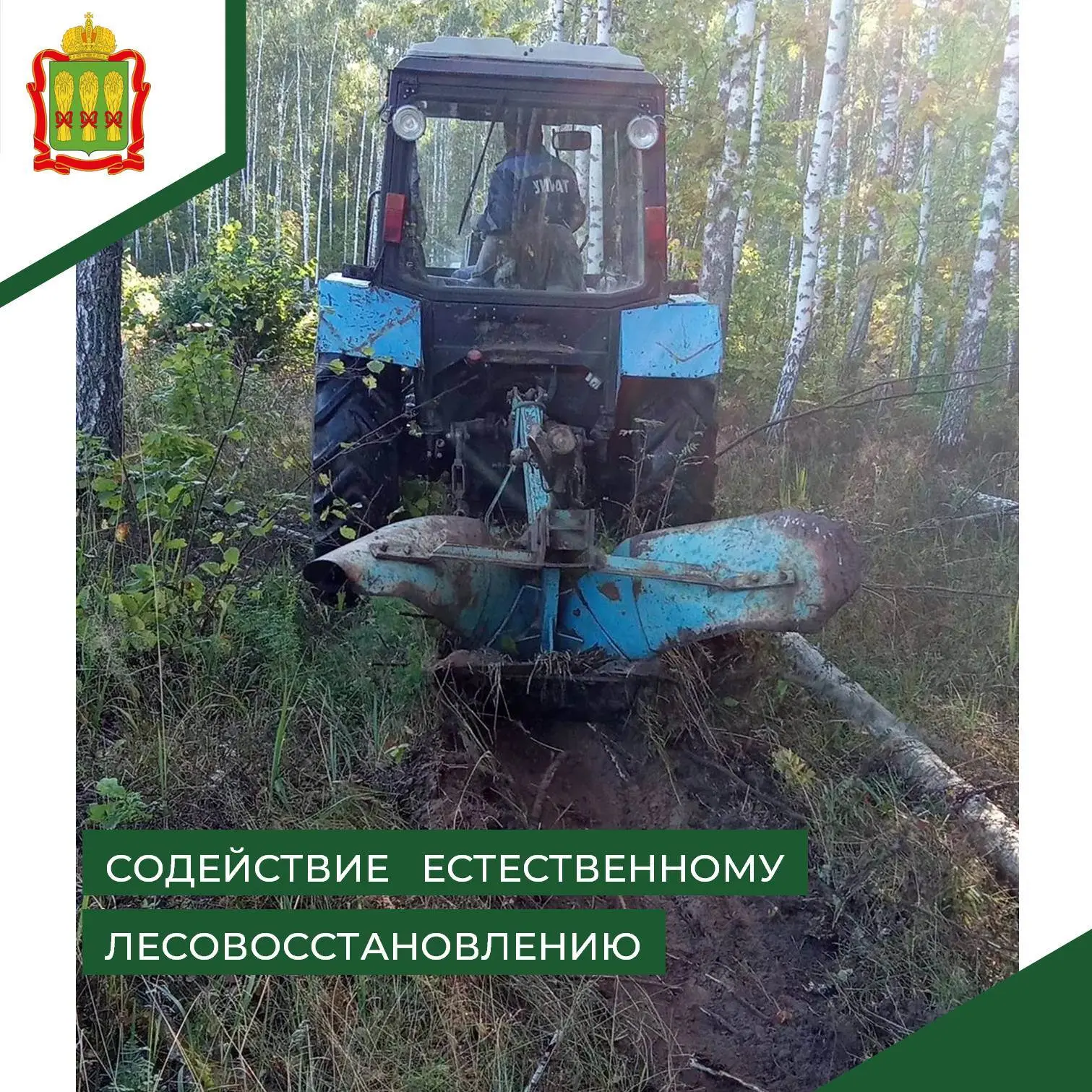🌱 В рамках исполнения государственного задания на территории 17 квартала Мачимского уч...