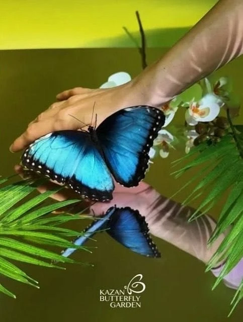 🦋 Ищете, куда пойти в Казани? Парк тропических бабочек — место, где сотни ярких бабочек летают прямо