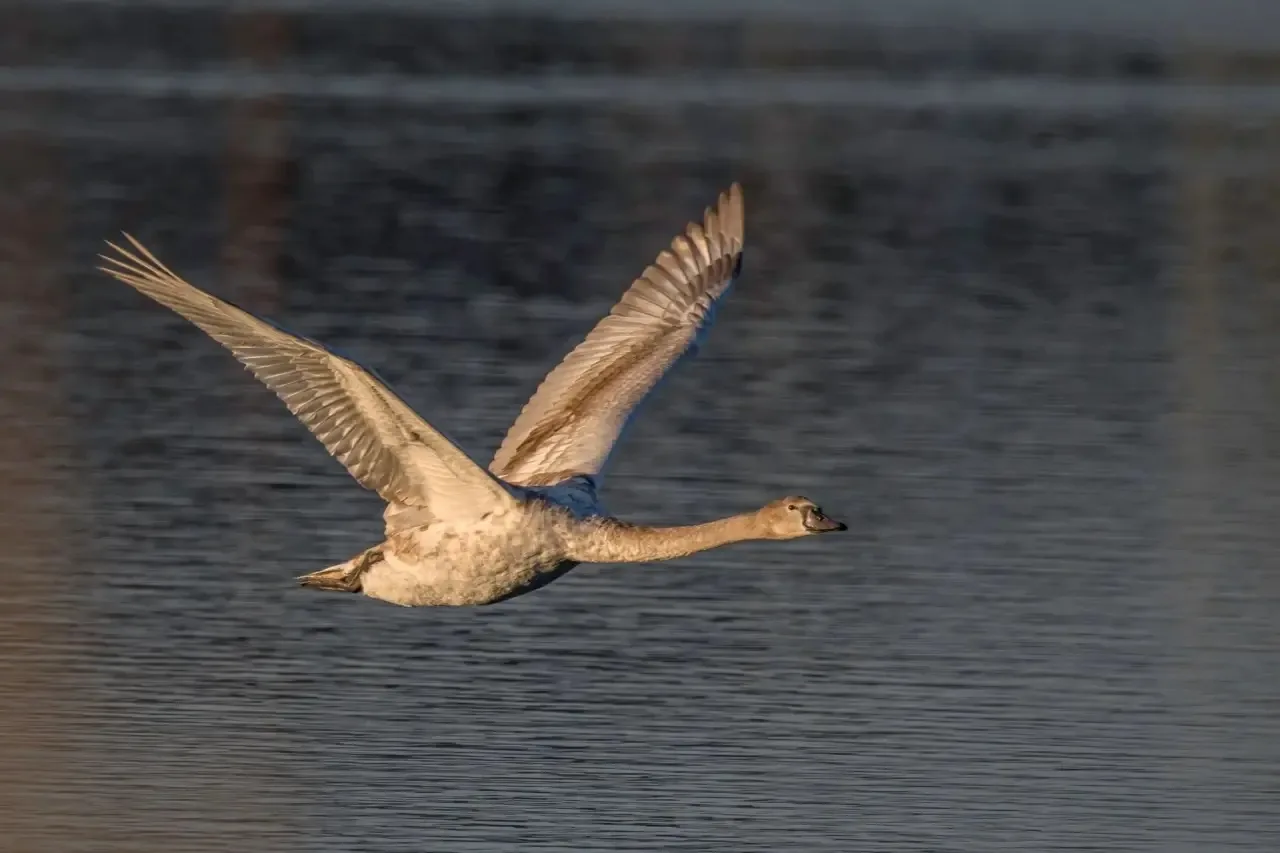 🦢 Маленький, но стойкий: как лебедёнок пережил Норд-Ост в Новороссийске