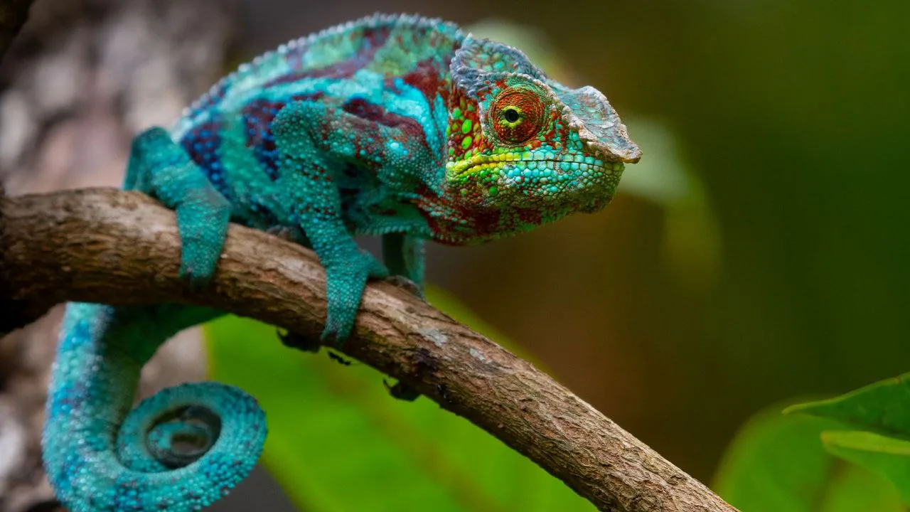 💥 МАДАГАСКАР💥