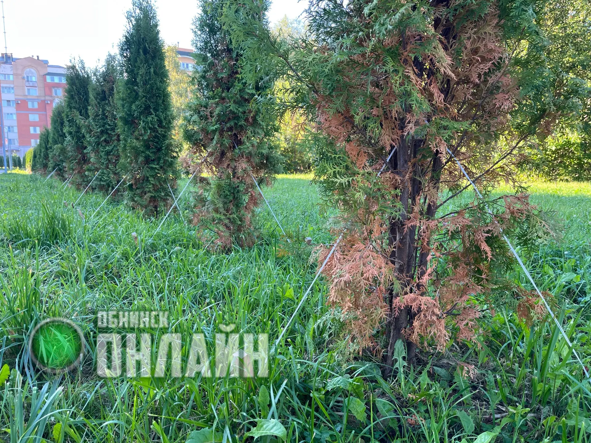 Судя по всему, «Счастливую» аллею вечнозелёных туй, недавно высаженных на ул. Гагарина,...