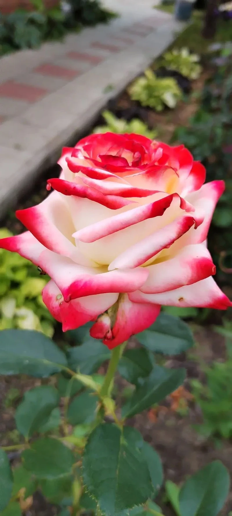 🌹 Королевство роз на участке!