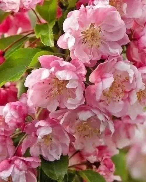 🌸 РАСПРОДАЖА! Декоративно-плодовая яблоня «Бренди Мэджик» - последние саженцы! 🌸

Розовое махровое