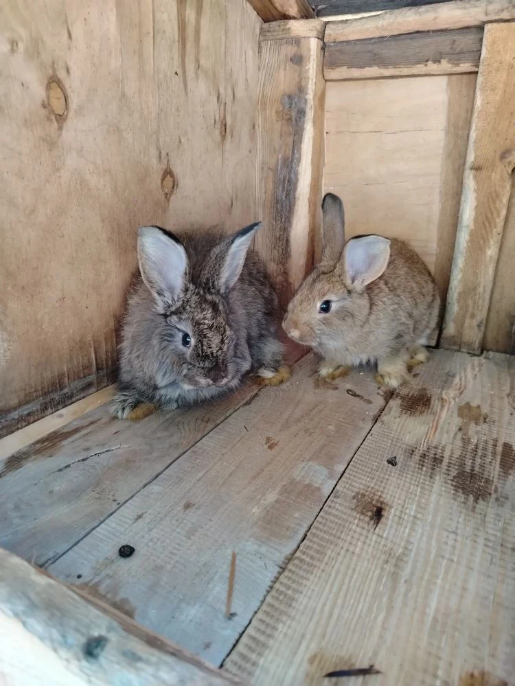 МИКСОМАТОЗ КРОЛИКОВ.🐇🐇🐇
Сегодня миксоматоз считается основным инфекционным заболеванием, которое 