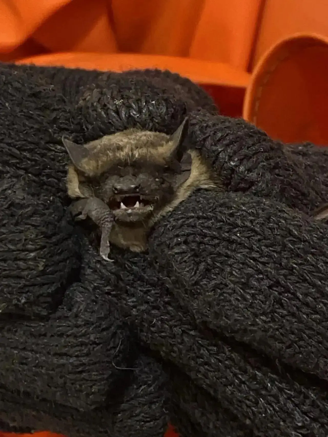 🦇 Летучие мыши стали всё чаще залетать в открытые окна. За два дня новокузнецкие спаса...