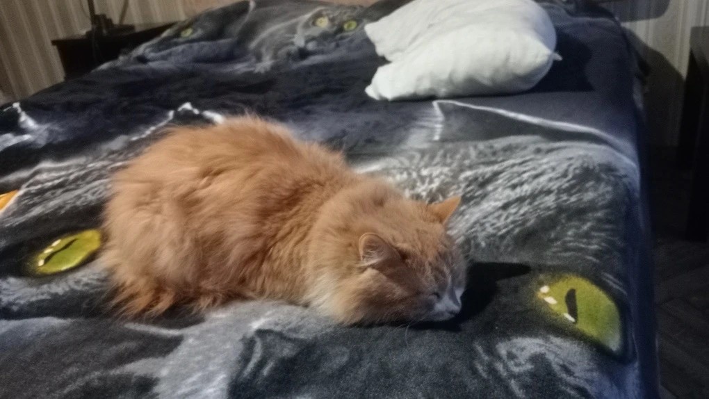 Спящая Мася читателя Евгения желает всем добрых снов😴